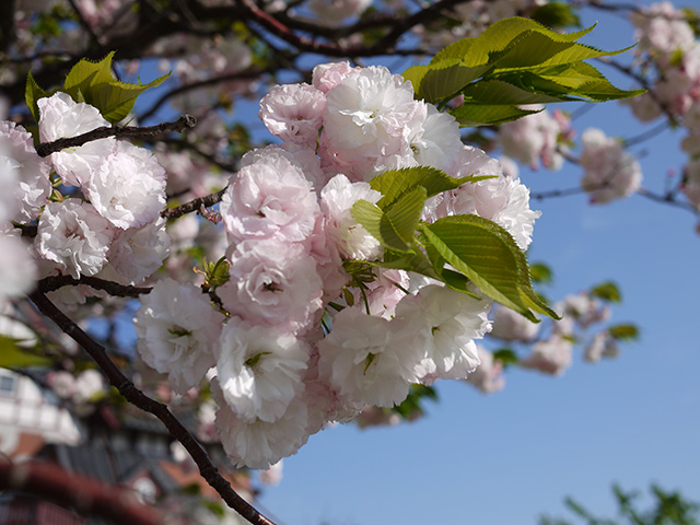 八重桜がとってもきれいでした